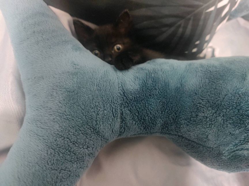 猫图片|宠物猫|猫咪|