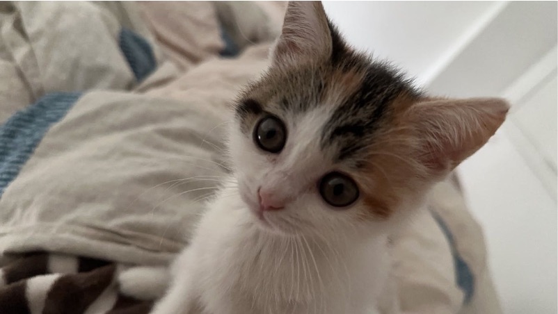 猫图片|宠物猫|猫咪|