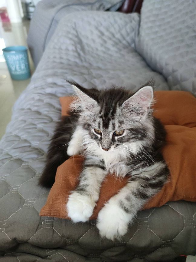 猫图片|宠物猫|猫咪|