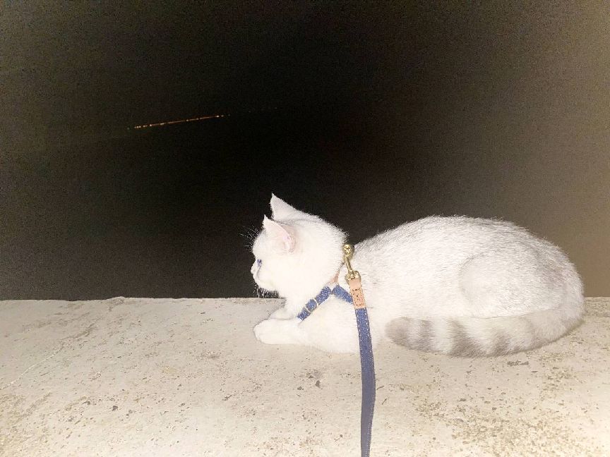 猫图片|宠物猫|猫咪|