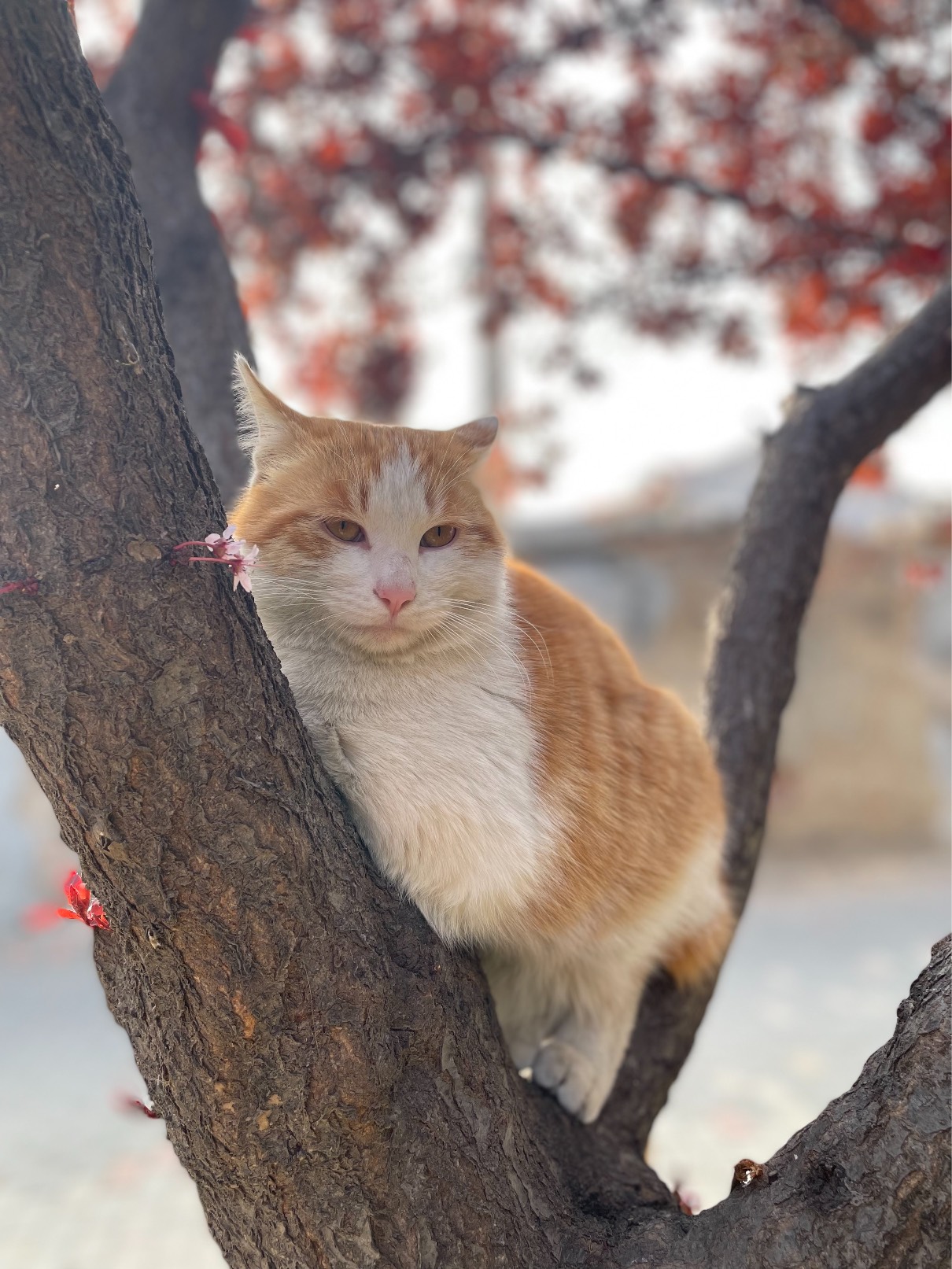 猫图片|宠物猫|猫咪|