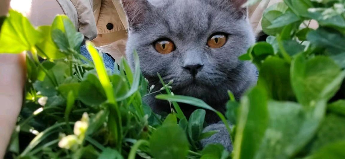 猫图片|宠物猫|猫咪|