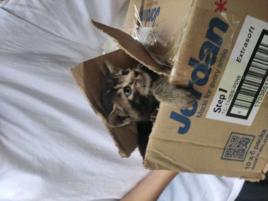 猫图片|宠物猫|猫咪|