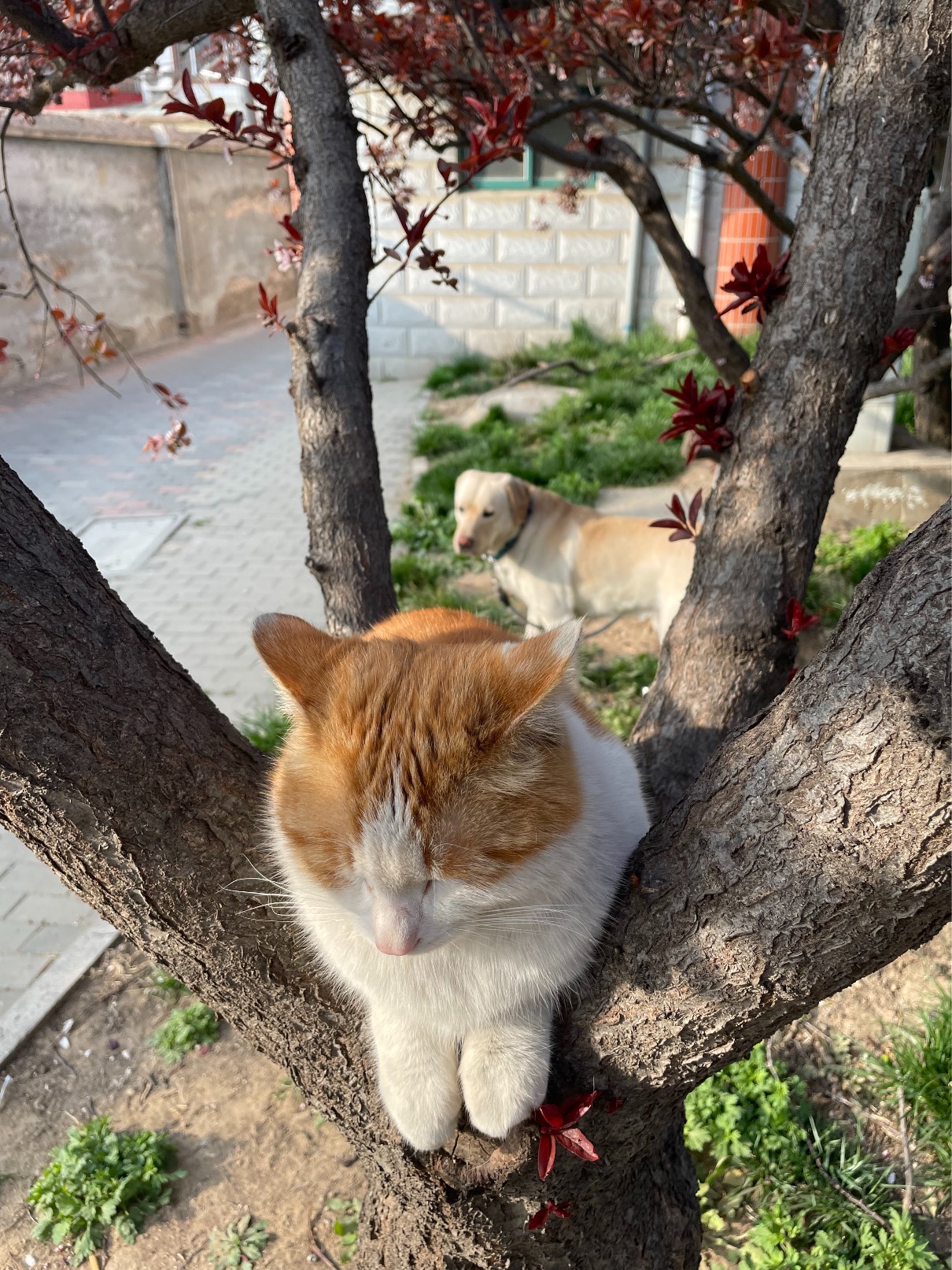 猫图片|宠物猫|猫咪|