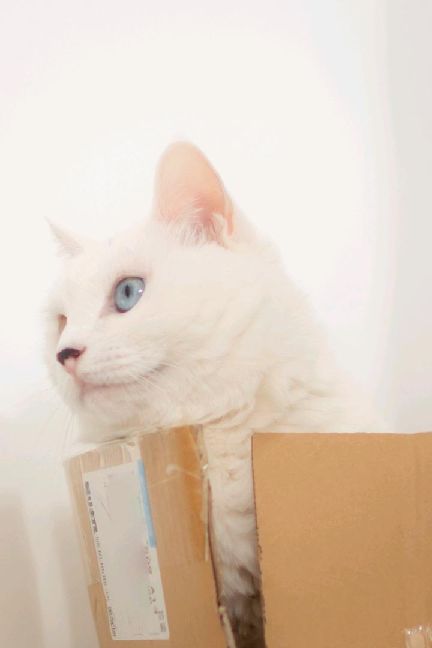 猫图片|宠物猫|猫咪|