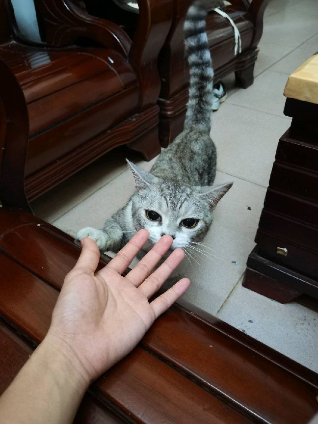 猫图片|宠物猫|猫咪|