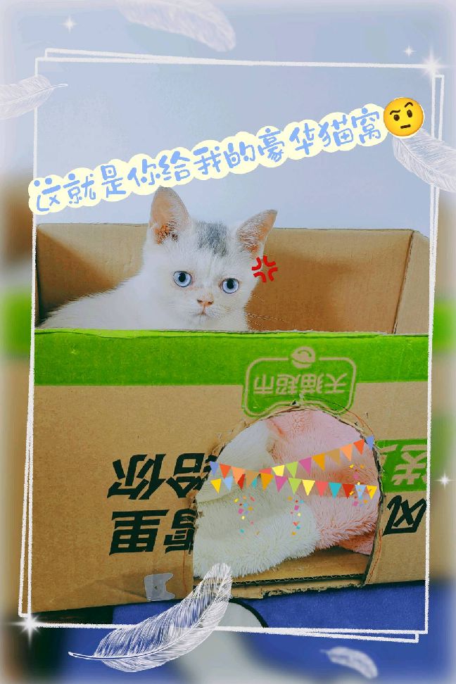 猫图片|宠物猫|猫咪|