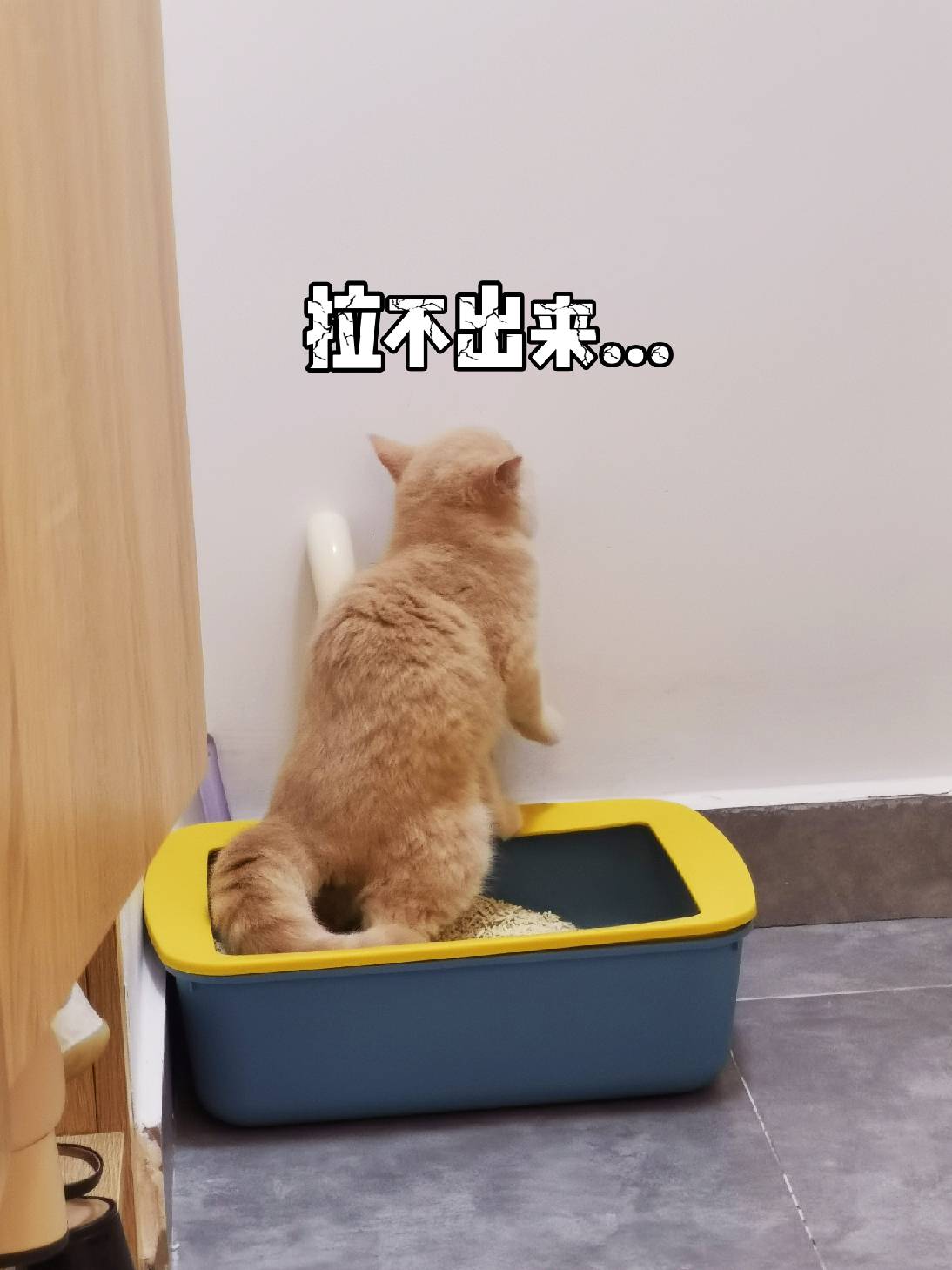 猫图片|宠物猫|猫咪|