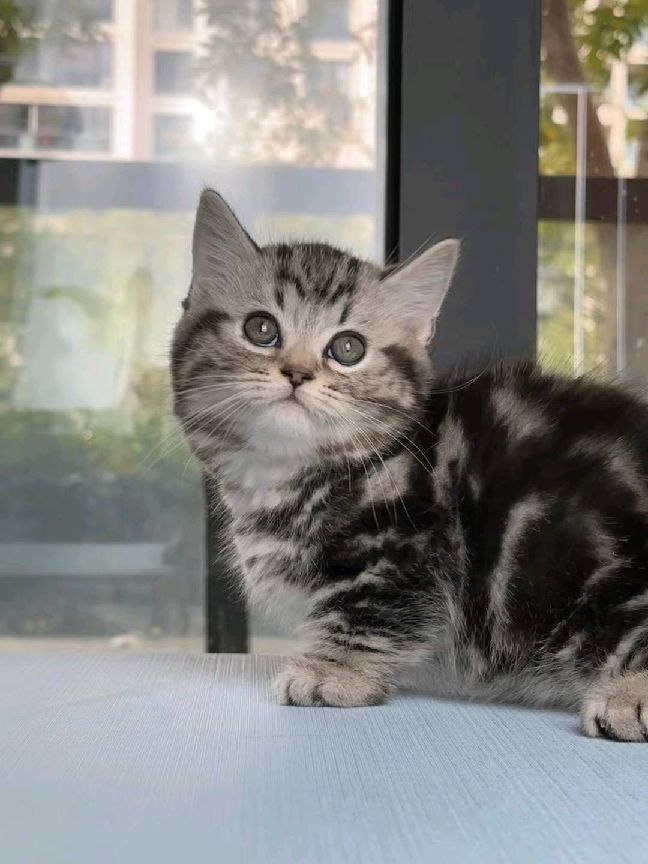 猫图片|宠物猫|猫咪|