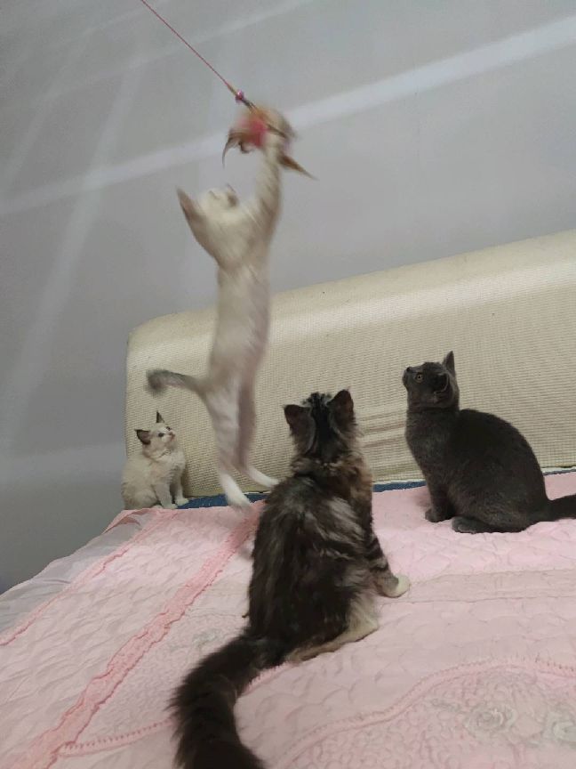 猫图片|宠物猫|猫咪|