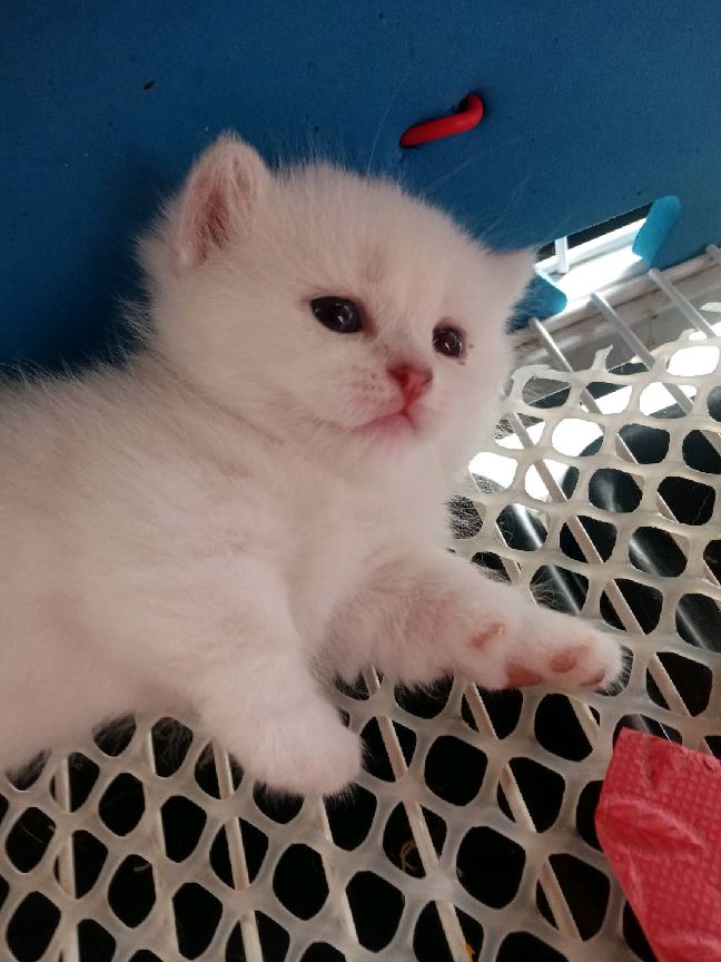 猫图片|宠物猫|猫咪|