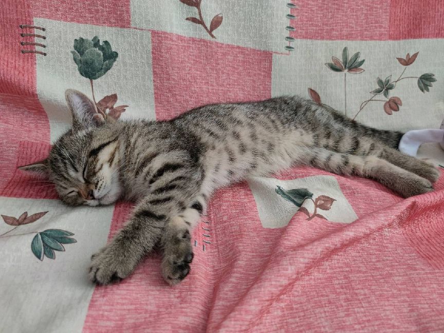 猫图片|宠物猫|猫咪|