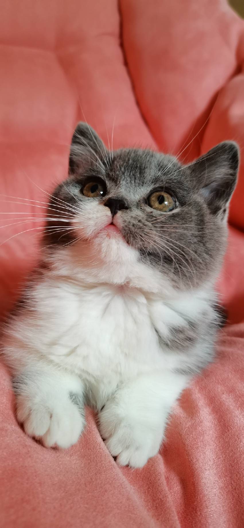 猫图片|宠物猫|猫咪|