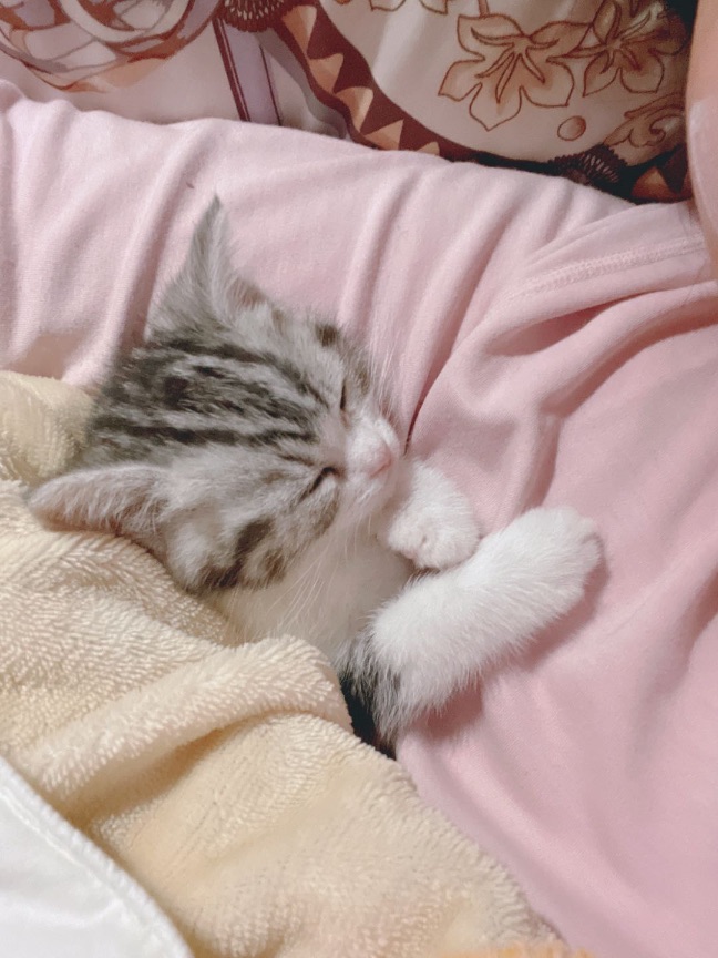 猫图片|宠物猫|猫咪|