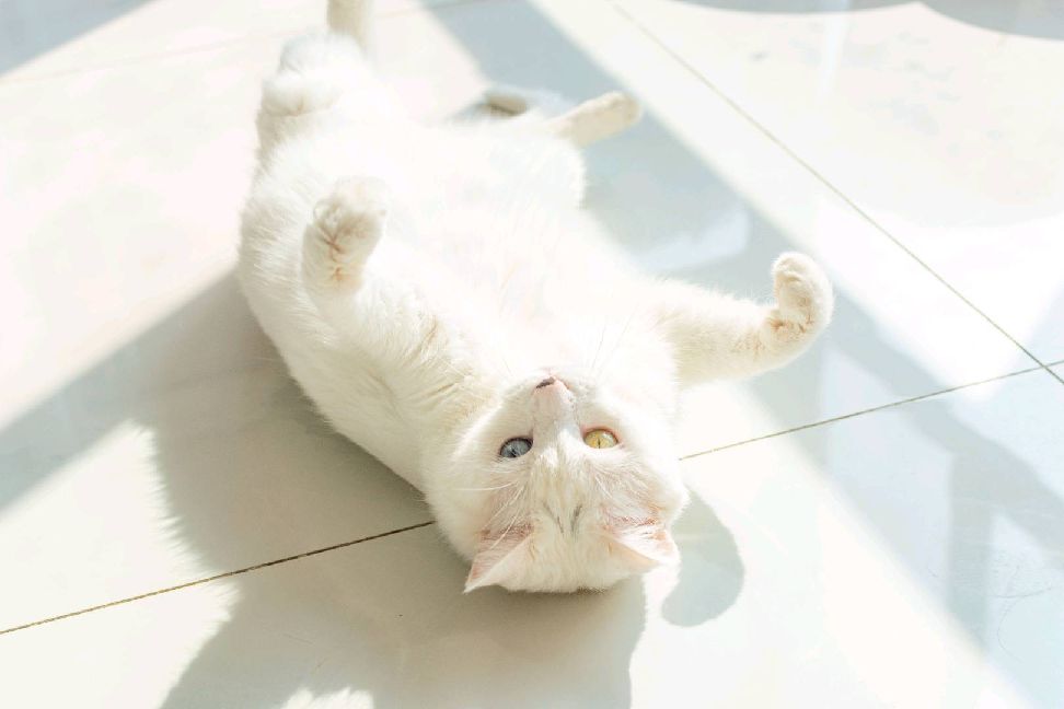 猫图片|宠物猫|猫咪|