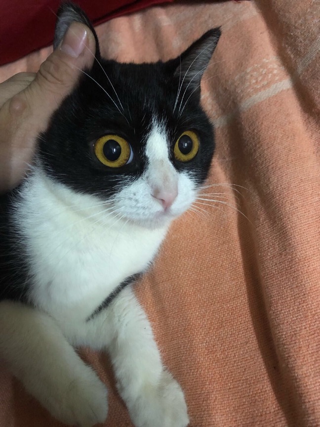 猫图片|宠物猫|猫咪|