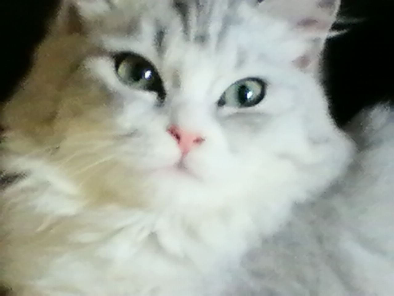 猫图片|宠物猫|猫咪|