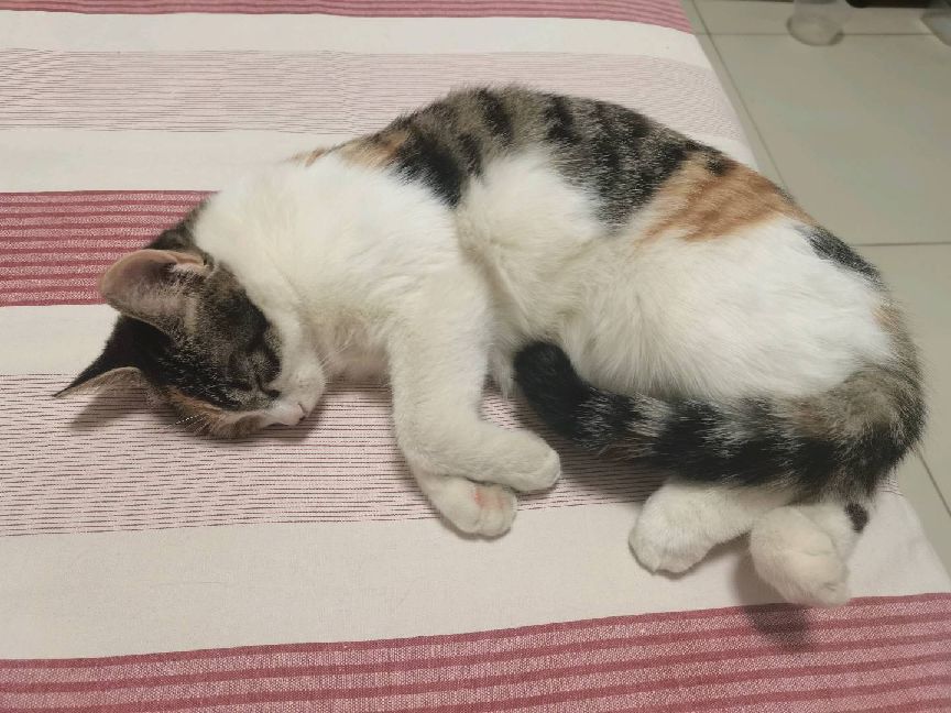 猫图片|宠物猫|猫咪|