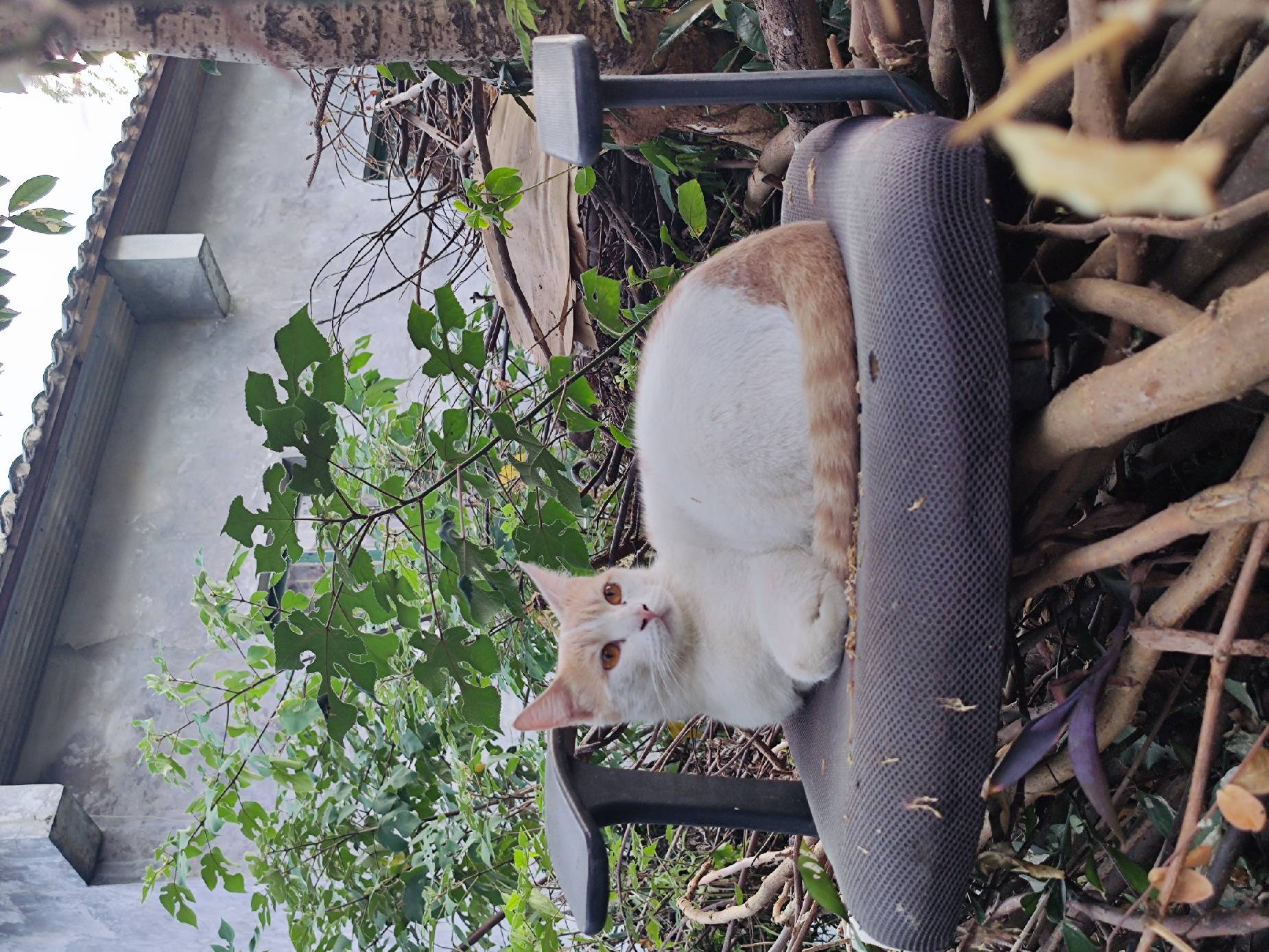 猫图片|宠物猫|猫咪|