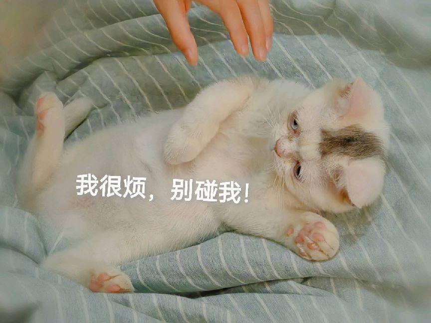 猫图片|宠物猫|猫咪|