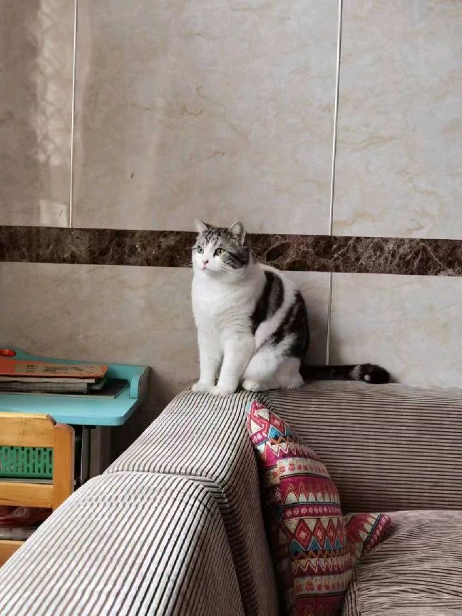 猫图片|宠物猫|猫咪|