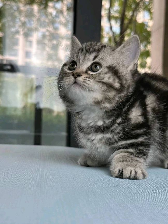 猫图片|宠物猫|猫咪|