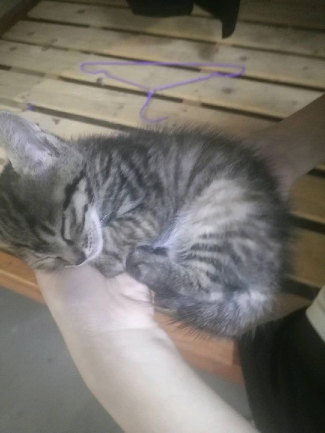 猫图片|宠物猫|猫咪|