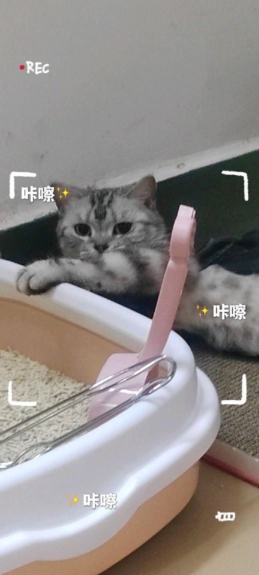 猫图片|宠物猫|猫咪|