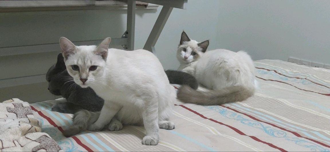 猫图片|宠物猫|猫咪|