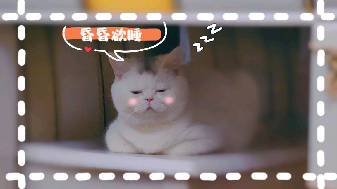 猫图片|宠物猫|猫咪|