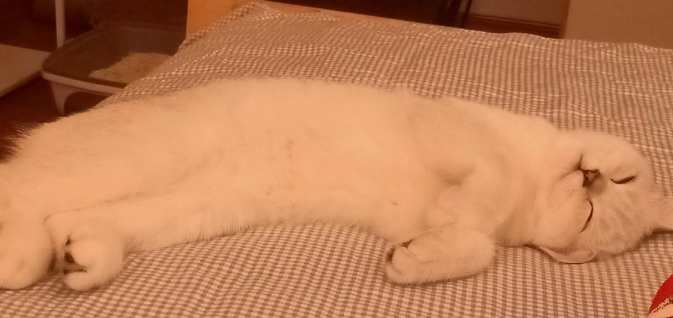 猫图片|宠物猫|猫咪|