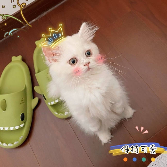 猫图片|宠物猫|猫咪|