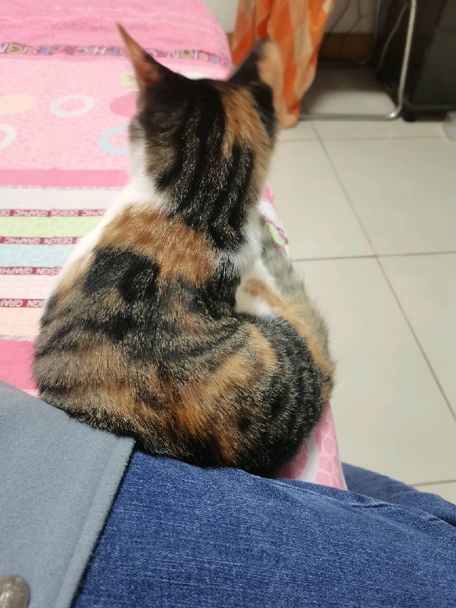 猫图片|宠物猫|猫咪|