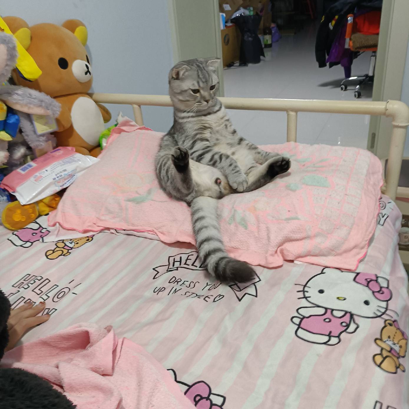 猫图片|宠物猫|猫咪|