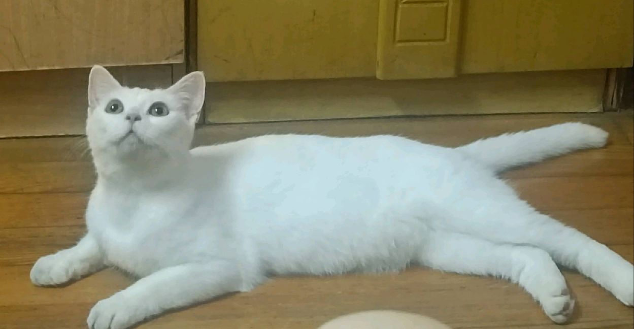 猫图片|宠物猫|猫咪|