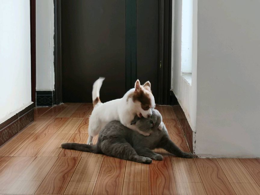 猫图片|宠物猫|猫咪|