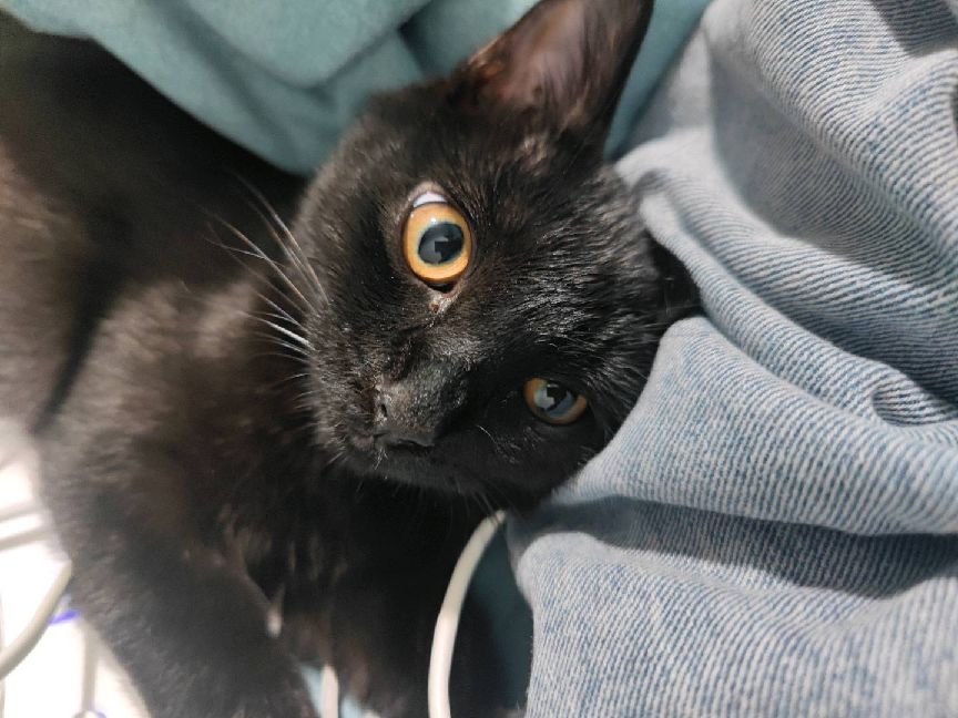 猫图片|宠物猫|猫咪|