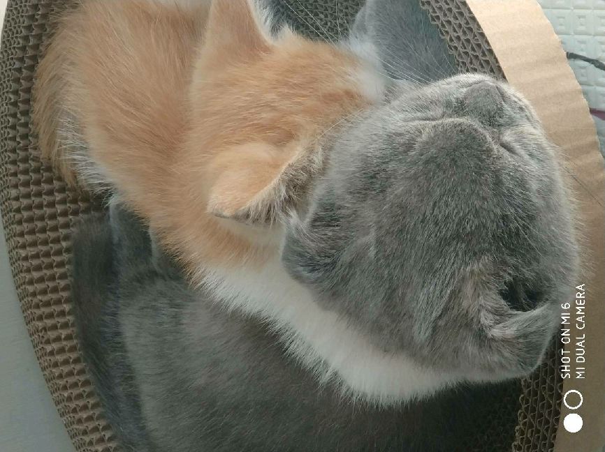 猫图片|宠物猫|猫咪|