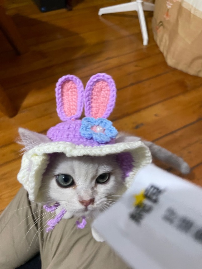 猫图片|宠物猫|猫咪|