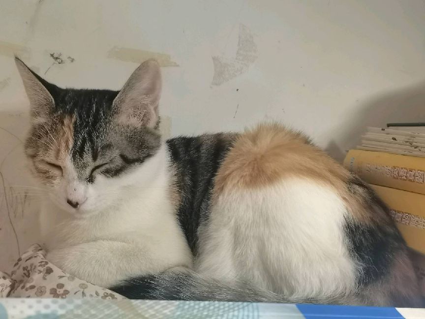 猫图片|宠物猫|猫咪|