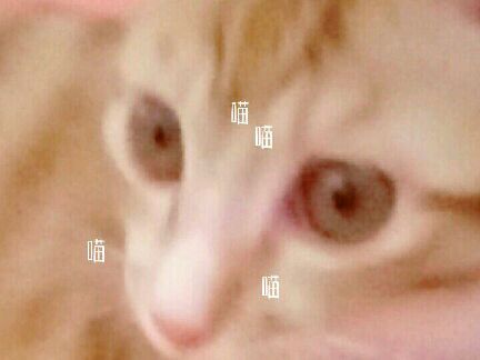 猫图片|宠物猫|猫咪|