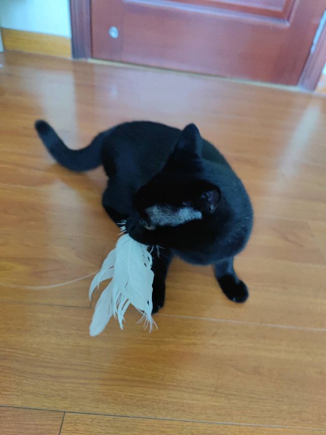 猫图片|宠物猫|猫咪|