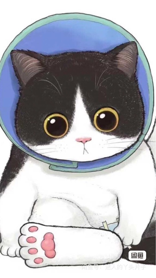 猫图片|宠物猫|猫咪|