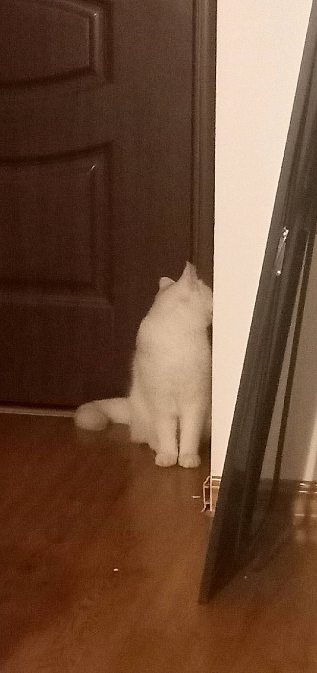 猫图片|宠物猫|猫咪|