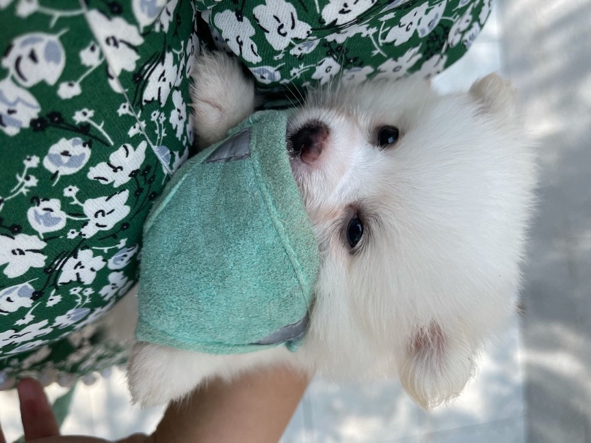 猫图片|宠物猫|猫咪|