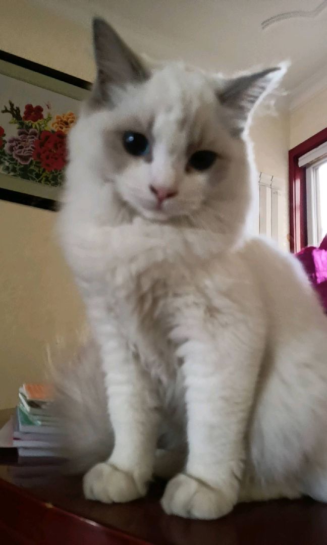 猫图片|宠物猫|猫咪|