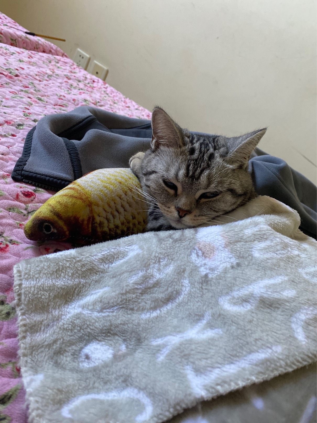 猫图片|宠物猫|猫咪|