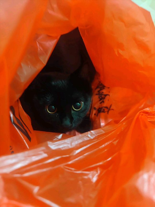 猫图片|宠物猫|猫咪|