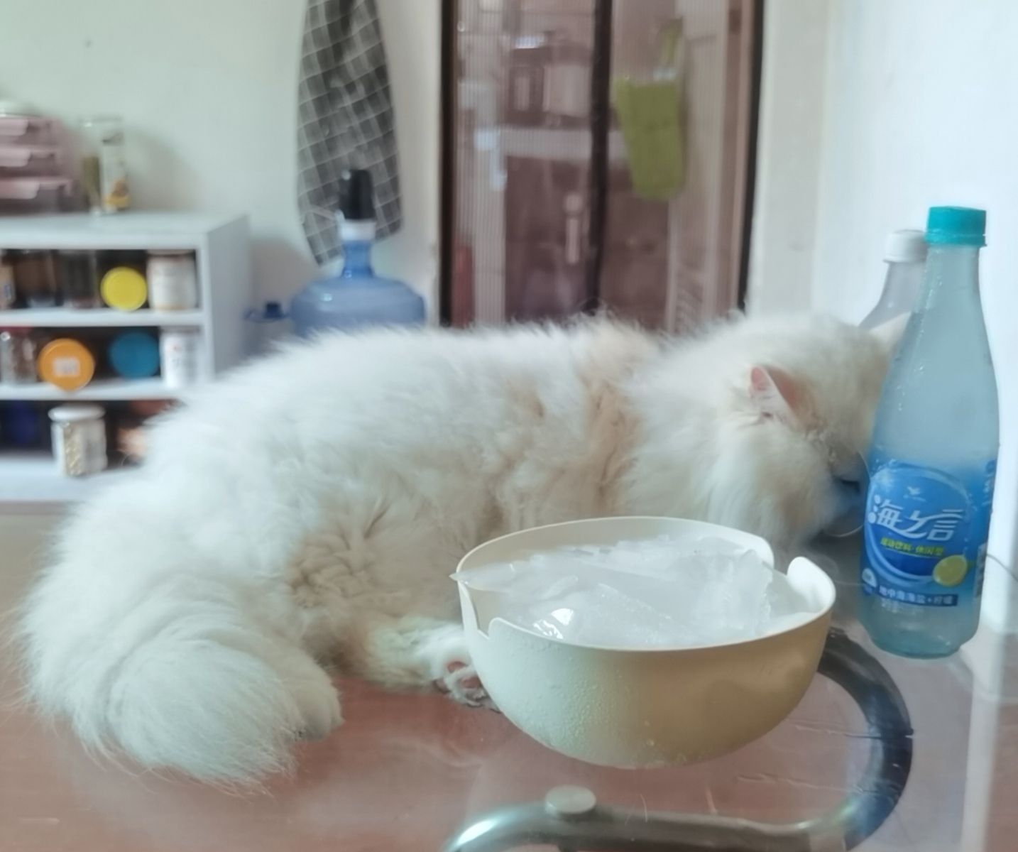 猫图片|宠物猫|猫咪|