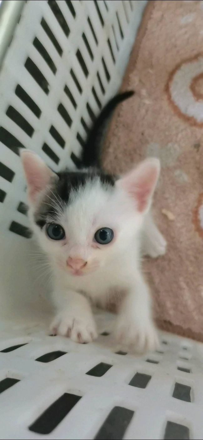 猫图片|宠物猫|猫咪|